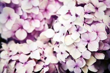 küçük güzel pembe çiçekler