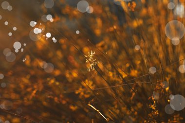 Turuncu yeşil çimen