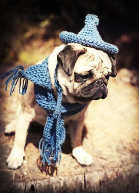Gnome şapka ile köpek Pug yavrusu