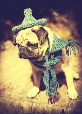 Gnome şapka ile köpek Pug yavrusu