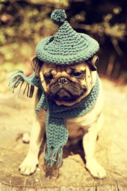 Gnome şapka ile köpek Pug yavrusu