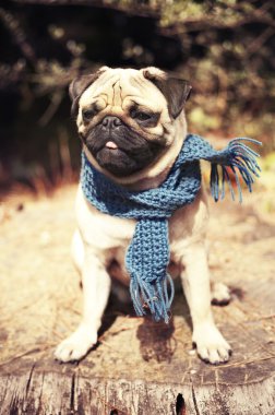 Güzel erkek pug köpek yavrusu