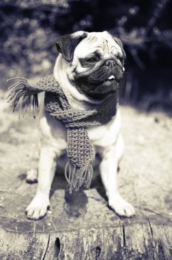 Güzel erkek pug köpek yavrusu