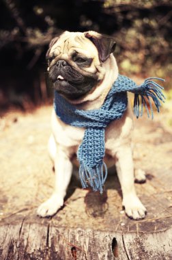 Güzel erkek pug köpek yavrusu