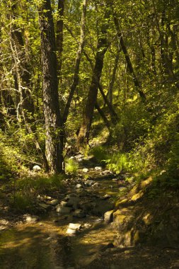 Yeşil güneş ışınları, yatay