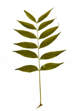 Renkli sonbahar yaprakları