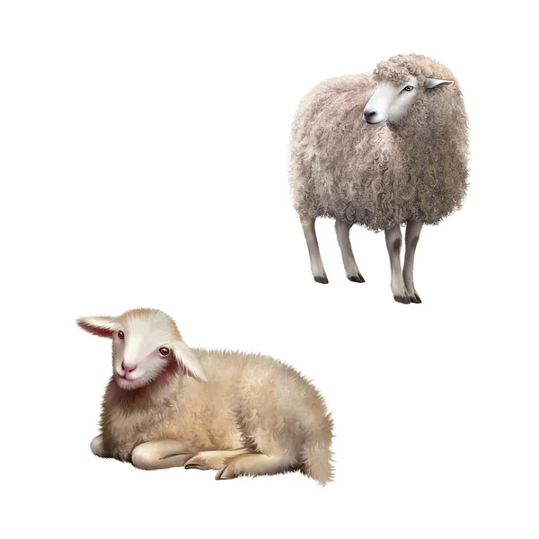 Sheep isolated on white — Stock Photo, Image