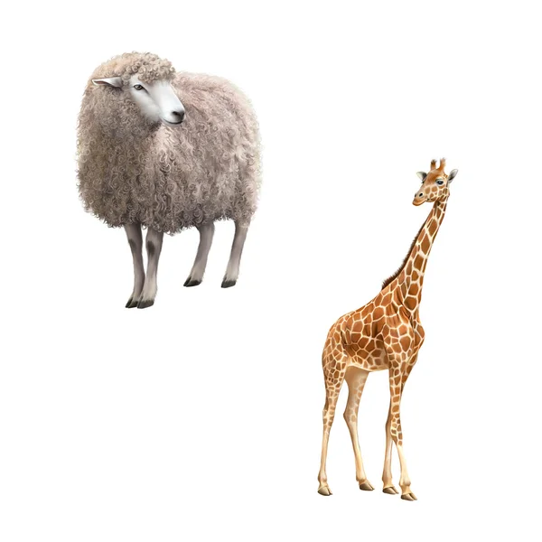 Жираф и овцы — стоковое фото