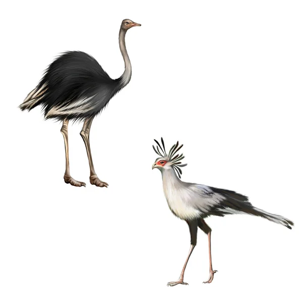 Ostrich and Secretarybird — Stock Photo, Image