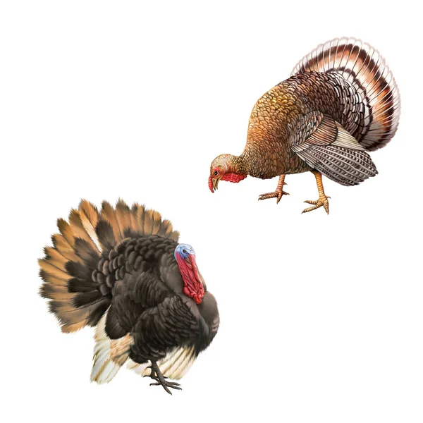 Big beautiful male turkey — Stock Photo, Image