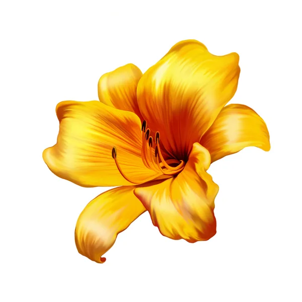 Yellow lily — Stock Photo, Image