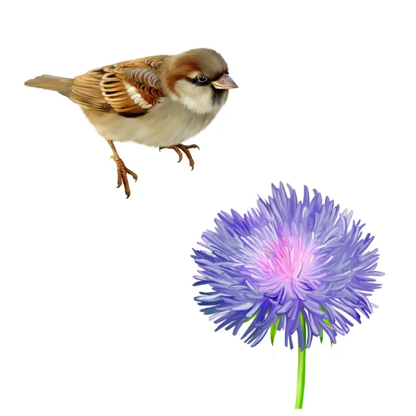 Casa Sparrow e flor de cardo — Fotografia de Stock