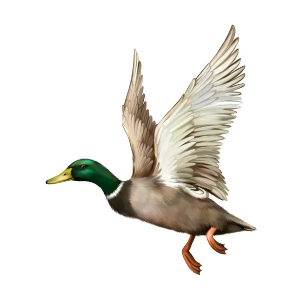 Mallard Drake em voo — Fotografia de Stock