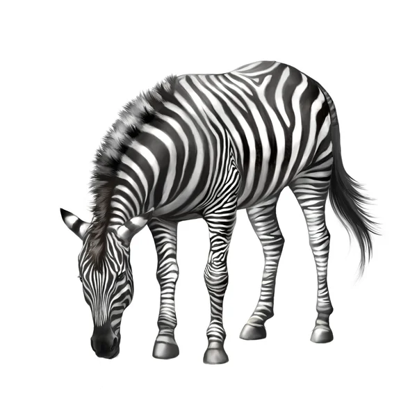 Zebra si chinò a mangiare erba — Foto Stock