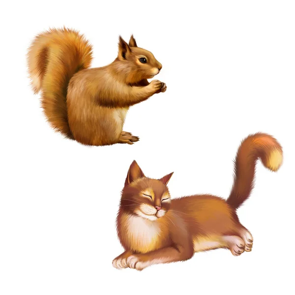 Red Squirrel and brown Cat — Stock Photo, Image