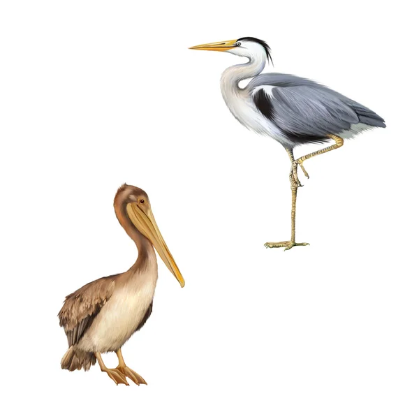 Pelican and Grey Heron — Stock Photo, Image