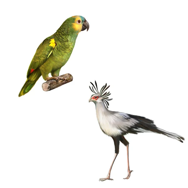 Amazon Parrot and Secretarybird — Stock Photo, Image