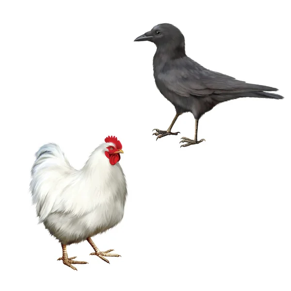 吃腐肉的乌鸦和白鸡 — 图库照片