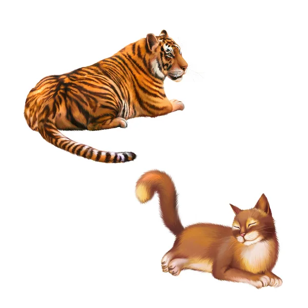 Tigre e gatto — Foto Stock