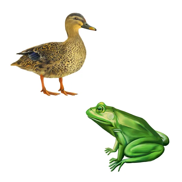 Stockente und grüner Frosch — Stockfoto