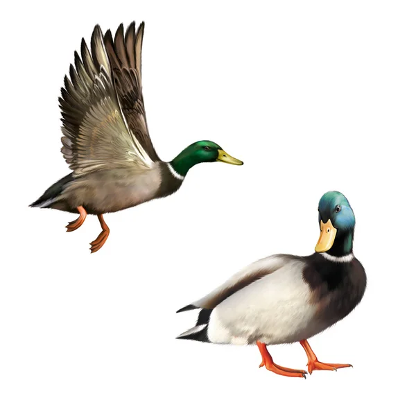 Mallard Drake and mallard duck — Stock Photo, Image