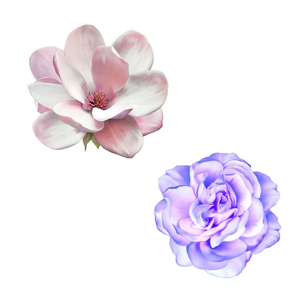 Magnolia flor y rosa azul — Foto de Stock