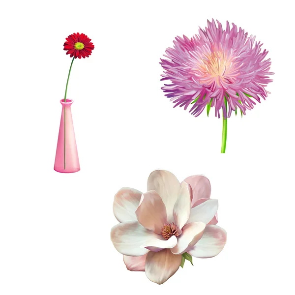 Virág, magnolia, váza, aster — Stock Fotó