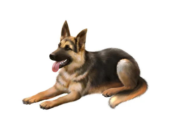 German shepard dog — Stock Photo, Image