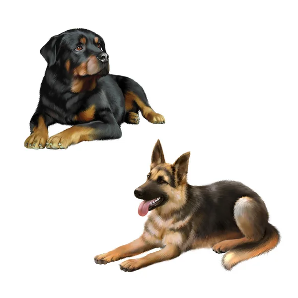Német juhász kutya és Rottweiler — Stock Fotó