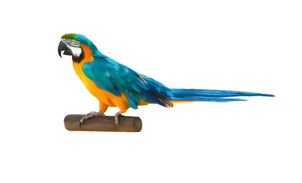 Färgstarka blue parrot Ara — Stockfoto