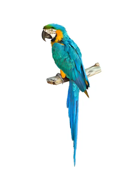 Färgstarka blue parrot Ara — Stockfoto