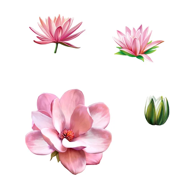 Flor de magnolia rosa — Foto de Stock