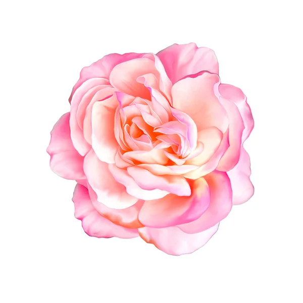 ピンクのバラの花 — ストック写真