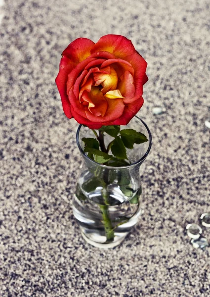Rosa rossa in vaso di vetro — Foto Stock