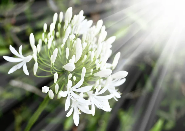 Afrika Lily beyaz çiçekler — Stok fotoğraf