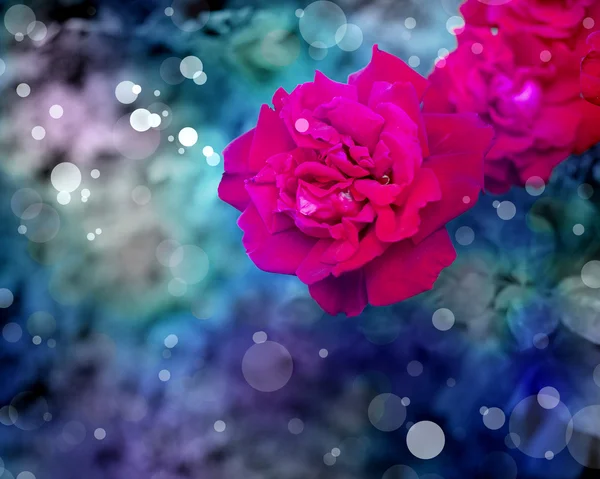 美しい赤いバラ — ストック写真
