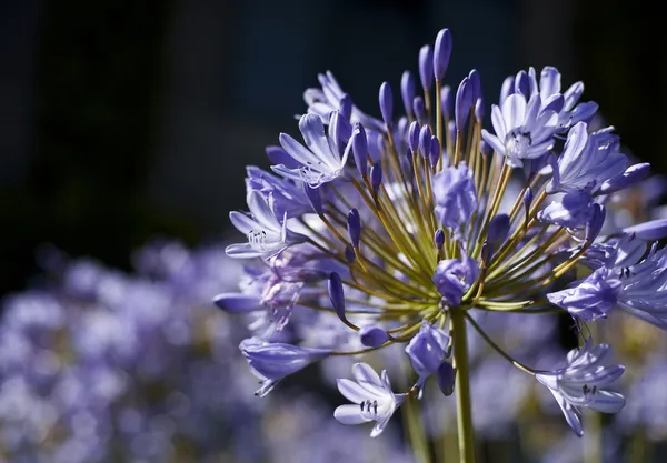 Afrikanische Lilie blaue Blüten — Stockfoto