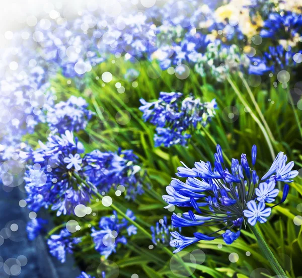 African Lily Blue flowers — Stock Photo, Image