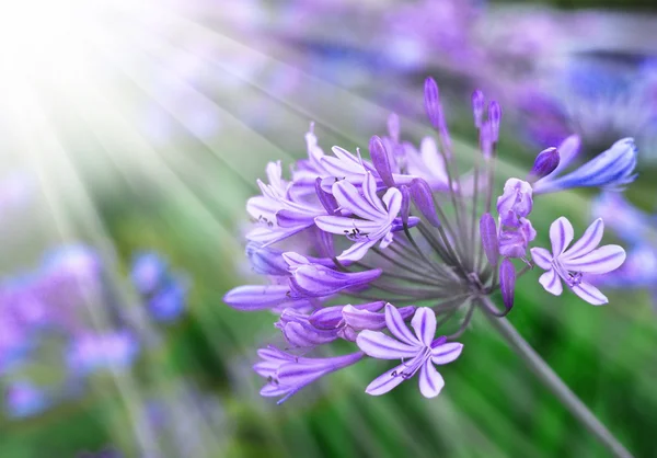 Afrikansk Lilja blå blommor — Stockfoto