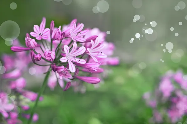 Afrikaanse lelie blauwe bloemen — Stockfoto