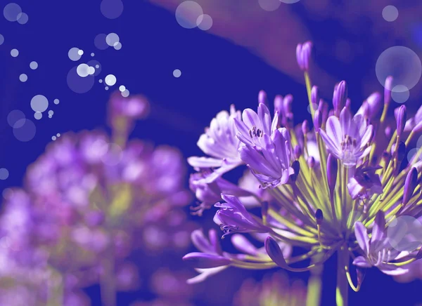 Afrikanische Lilie blaue Blüten — Stockfoto