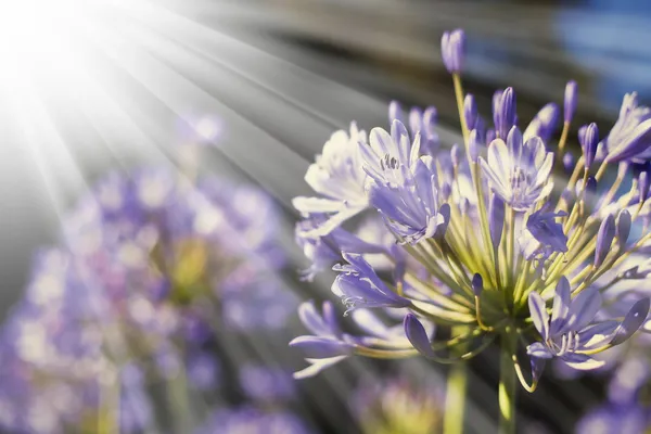Afrikanische Lilie blaue Blüten — Stockfoto
