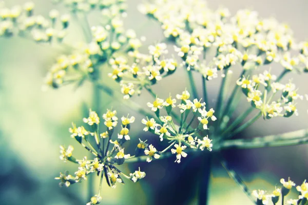 Fresh parsley flowers — Stock Photo, Image