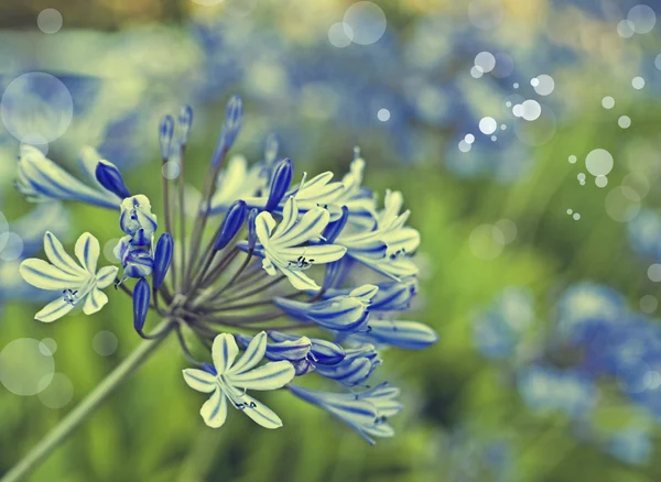 Afrikansk Lilja blå blommor — Stockfoto