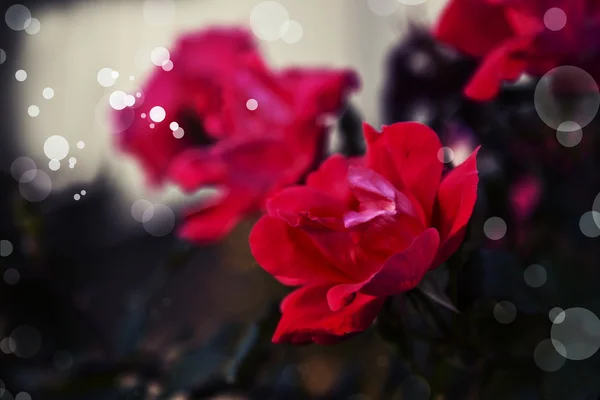 Roses roses rouges — Photo