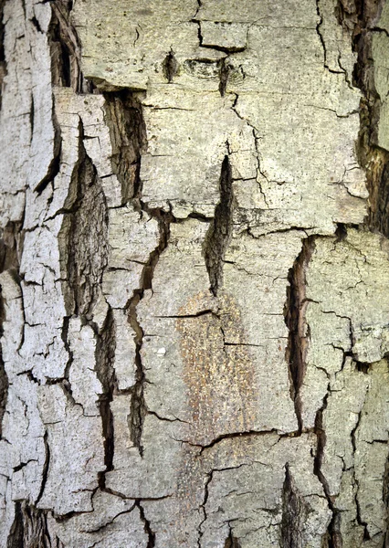 Magische vreemdeling — Stockfoto