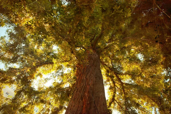 Duże drzewo jesień — Zdjęcie stockowe