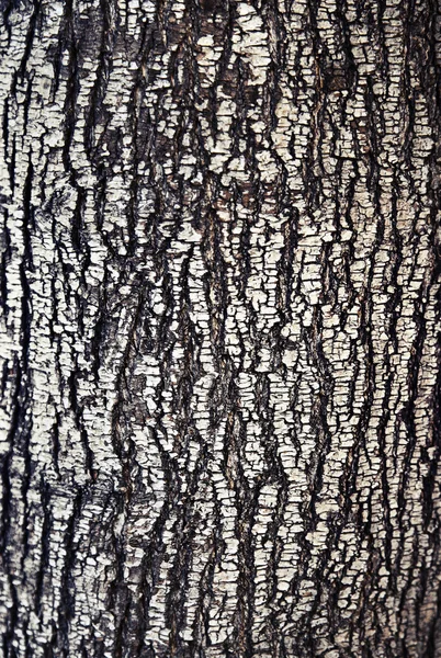 Old Wood Tree Texture Background — Stock Photo, Image