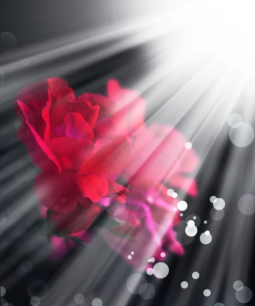 Rosas vermelhas rosa — Fotografia de Stock