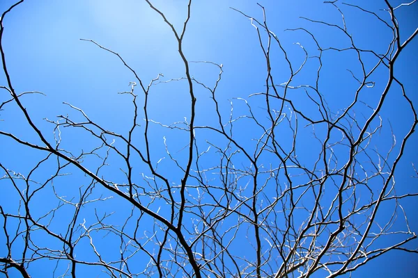 Sílhueta de ramo de árvore — Fotografia de Stock